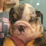 Female English Bulldog in Houston, Texas