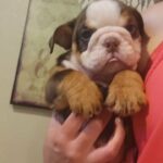 Male English Bulldog in Houston, Texas