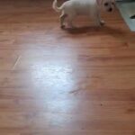 puppies in Waterbury, Connecticut