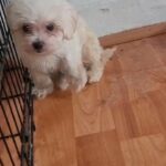 puppies ready forever home in Waterbury, Connecticut
