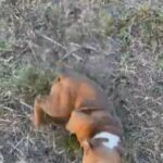 English Bulldog Runt Of Litter in Naples, Florida