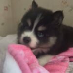 Pomsky Puppy in Miami, Florida