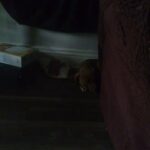 female boxer pup for sale in Frankfort, Kentucky