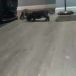 ABKC Standard American Bully in Columbus, Ohio