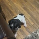 AKC  GSP in Tacoma, Washington