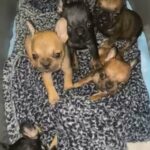 Blue Fawn Frenchie Bulldog Fluffy Carriers in Phoenix, Arizona