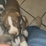 Mixed Puppies (read Description) in Austin, Texas