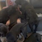 Cane Corso Female Puppies in Apache Junction, Arizona