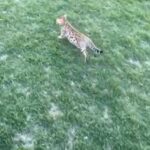 Bengal Baby in Omaha, Nebraska