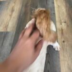 AKC Registered Lhasa Apso Male in Gainesville, Texas