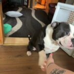 3 Puppies For Sale in Syracuse, New York