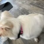 White German Shepard For Sale in Darien, Illinois