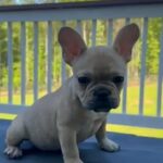 Chocolate Fawn French Bulldog in Douglasville, Georgia