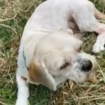 Loving Lhasa Apso Female in Gainesville, Texas