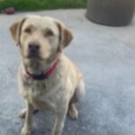 Chesapeake Bay Retriever in Livermore, California