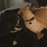 Rocky And Morris in Horizon City, Texas