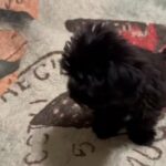 Morkie Male (2 Months Old) in Suffolk, Virginia