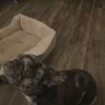 Pure French Bulldog NOT Firm On Price in Manteca, California