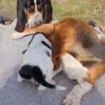 Basset hound pups in Tulsa, Oklahoma