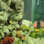 bumblebee cichlid in Platteville, Wisconsin