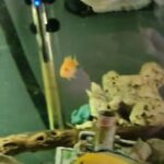 cichlids, labs in Platteville, Wisconsin