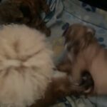 Help Me Rehome These Beautiful Babies in Graham, North Carolina