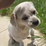 Outgoing Lhasa Apso Male in Gainesville, Texas