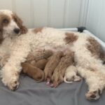 AKC Miniature Poodle Puppies in Topeka, Kansas