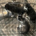 Husky Puppies for Sale in Arizona City, Arizona