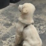 White golden retriever 4months old in Arizona City, Arizona