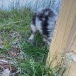 Australian shepherd puppy in Arizona City, Arizona