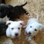 12 Week Old Puppies!!!! in Arizona City, Arizona