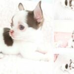 Chocolate Green Eyed Teacup Chihuahua in Orlando, Florida
