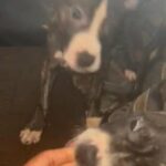 Pit Pups in Chicago, Illinois
