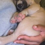 Husky And Pitbull Mix in West Covina, California