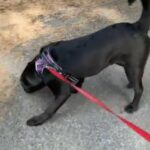 Black Lab Puppy Male Mix, Mostly Lab in San Bernardino, California