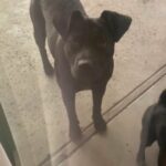 Looking for a loving forever home in Bakersfield, California