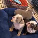 French Bulldogs Mini in Pembroke Pines, Florida