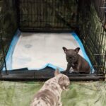 Looking for their Fur-ever homes in Arizona City, Arizona