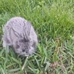 Baby bunny in Deer Park, Texas