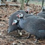 Guineafowls in Plano, Illinois