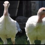 Broad Breasted White turkey in Plano, Illinois