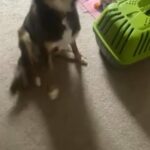 Male Dog in Cary, North Carolina