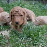 F1BB Golden Doodles! in Nashville, Tennessee