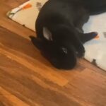 Female Rabbit in Cary, North Carolina