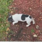 French Bulldog in Washington, District of Columbia