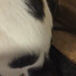Cat for sale in Dolton, Illinois