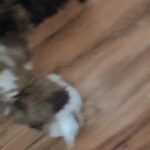 Cosmo (Chocoberry Merle Boy) in Milford, Delaware