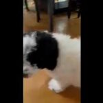 Sweet Duches- mini bernedoodle in Milford (Charter Township), Michigan