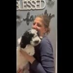 Fluffy- bernedoodle. in Milford (Charter Township), Michigan